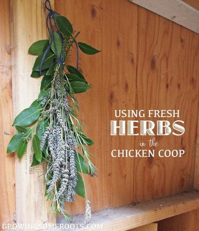 Sprucing up the Coop: Aromatherapy for Chickens – DIY Herb Bouquet 