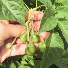 {In the Garden} Potato Fruit, Who Knew? Potato Fruit