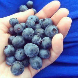 {In the Garden} Grow Your Own Blueberries Blueberries