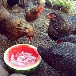 {Chickens} Keep Your Chickens Cool When It’s *HOT* Outside Helping Your Chickens Beat the Heat