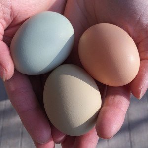 {Chickens} Fresh Eggs in a Rainbow of Pretty Colors Fresh Eggs