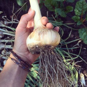 {In the Garden} Grow Your Own Garlic: Harvesting & Storing Garlic