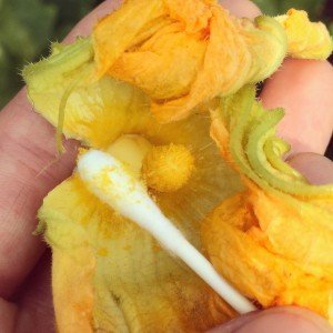 {In the Garden} How to Hand Pollinate Squash to Maximize Harvest Pollinating Squash Blossoms