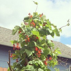 {In the Garden} Runner Beans {In the Garden} How to Grow Runner Beans