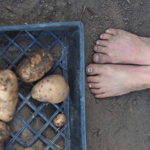 {In the Garden} Early Potato Harvest Potato Harvest