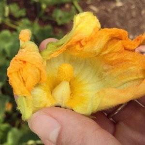 Inside of Male Squash Blossom