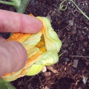 Inside of Female Squash Blossom