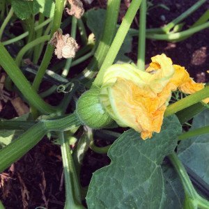 Female Squash Blossom