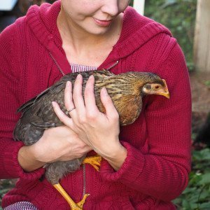 {Meet My Chicken} Cassie Danny II Cassie Danny II